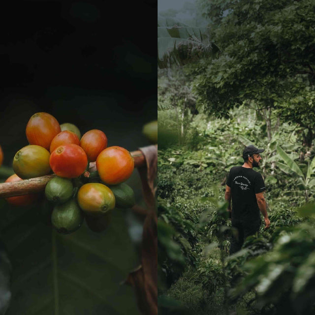 Colombia  |  Acevedo