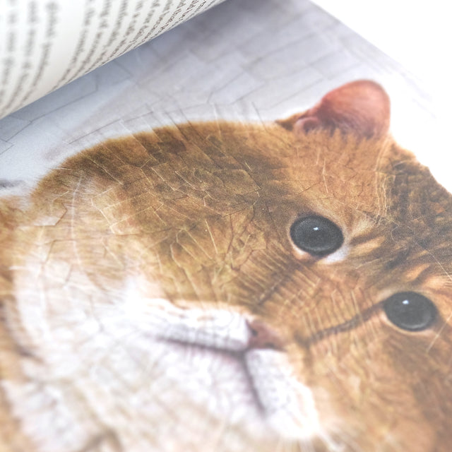 magazine