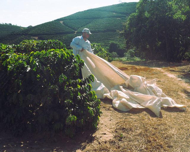 The Future of Coffee: Agroforestry, Living Income, and Sustainability