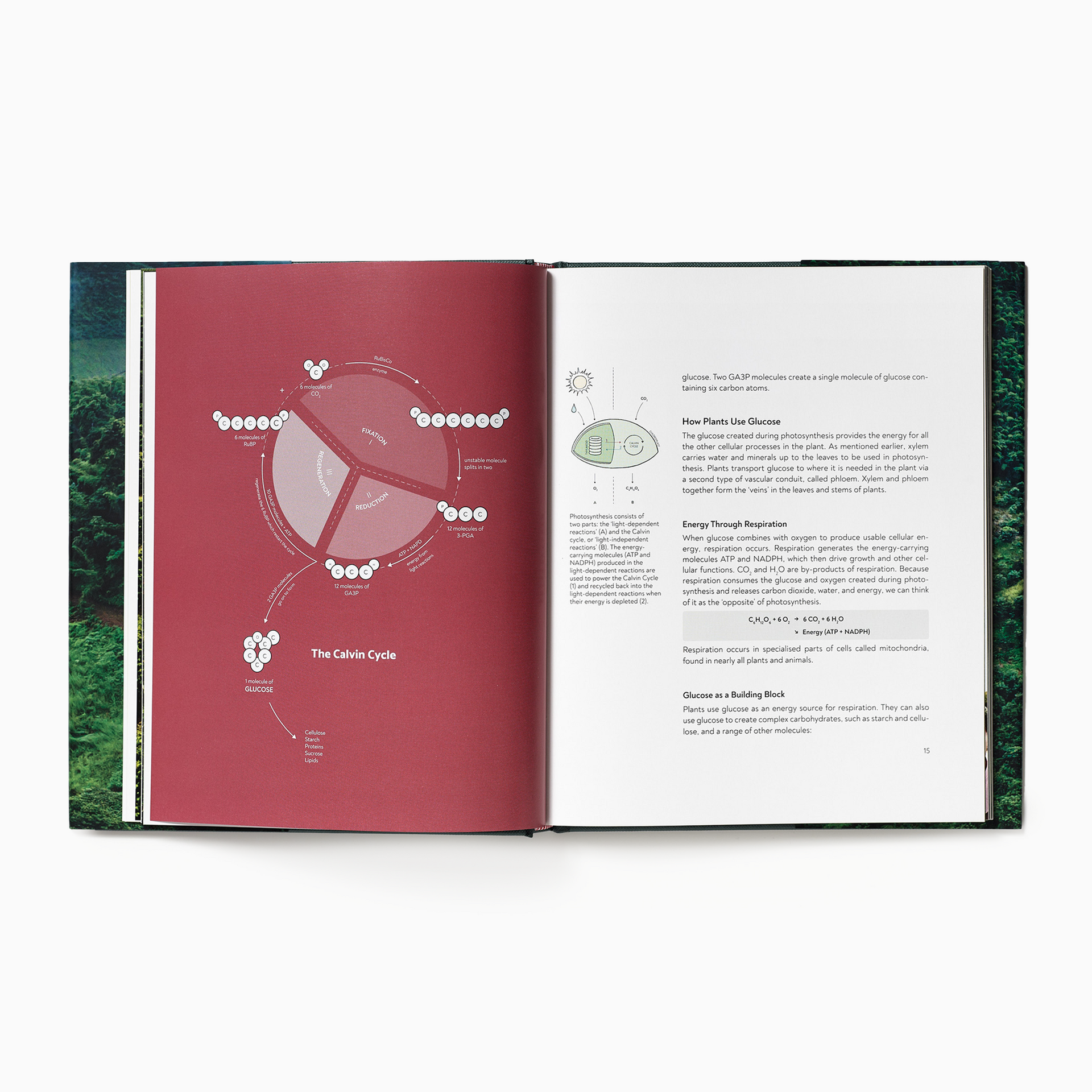 Terrior: Coffee From Seed To Harvest