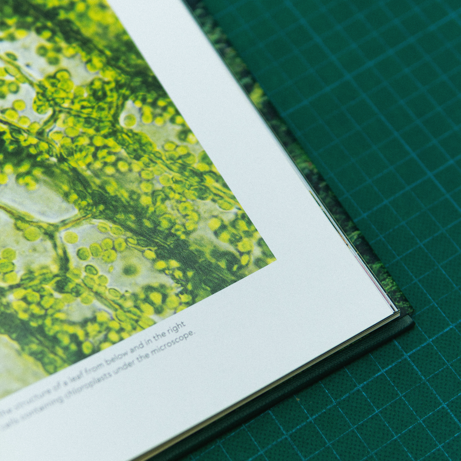 Terrior: Coffee From Seed To Harvest