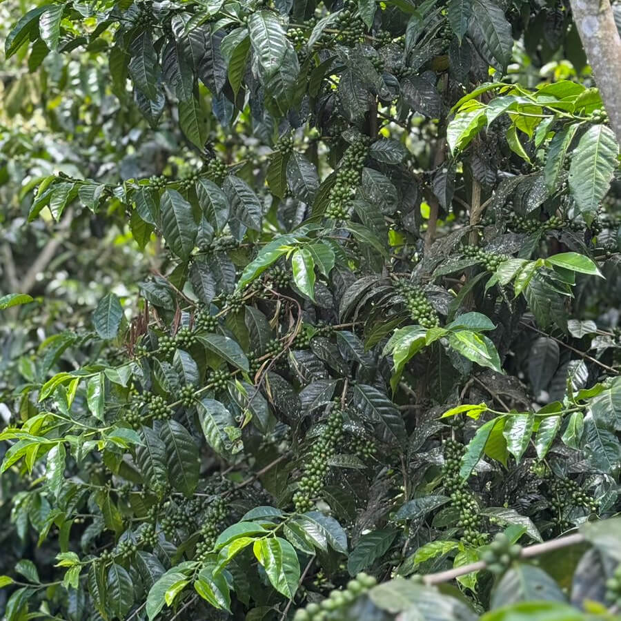 Peru | Finca Tres Cedros - 100g