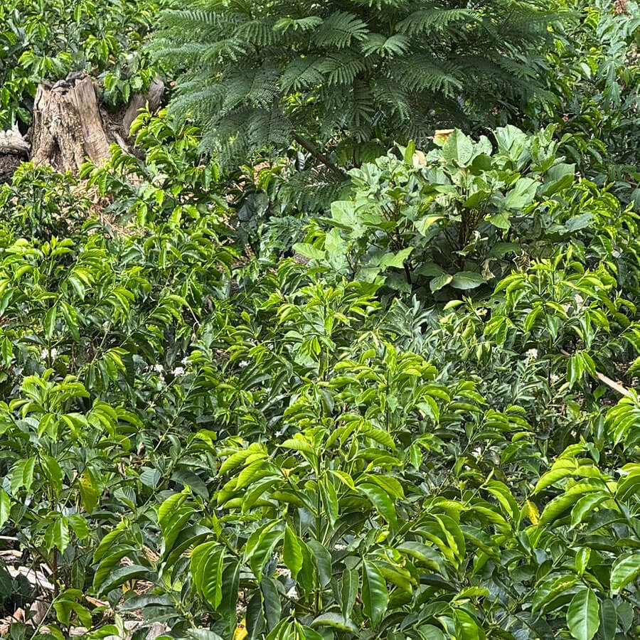 Peru | Finca Tres Cedros - 100g
